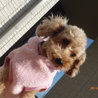 この子の家族になってもらえませんか？