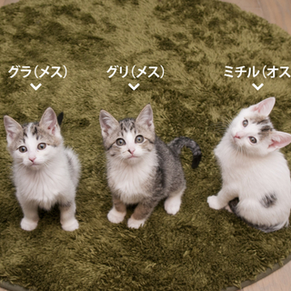 可愛い子猫3匹の飼い主さん募集中！