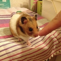 ハムスターのミミちゃんを飼ってくださる募集します！