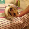 ハムスターのミミちゃんを飼ってくださる募集します！ サムネイル1