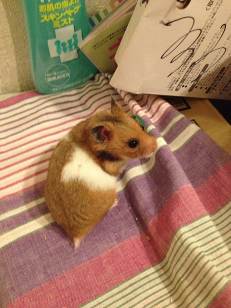ハムスターのミミちゃんを飼ってくださる募集します！ サムネイル2