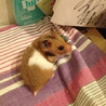 ハムスターのミミちゃんを飼ってくださる募集します！ サムネイル2