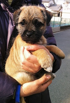 Resultado de imagen para çŠ¬ Border Terrier çŠ¬ç”¨ãƒ™ãƒƒãƒ‰