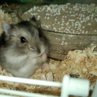 かわいいジャンガリ