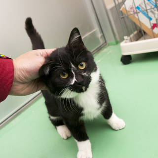 カッコイイ白黒猫（オス）の飼い主さん募集！
