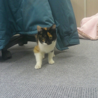 子猫もらってください