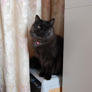 長毛の黒猫さん 里親さま募集中