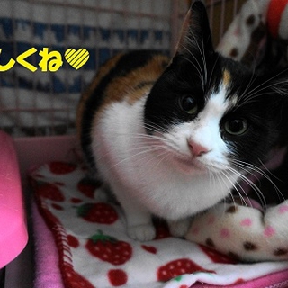 お申込み有り、募集停止します　チビミケ