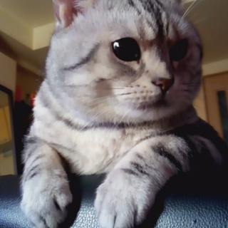 アメショだよ( ´∀｀)