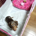 ミニチュアダックス