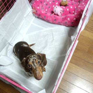 ミニチュアダックス