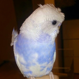 手乗り羽衣セキセイインコ