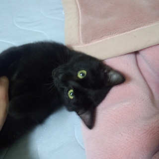 生後４ヶ月の黒猫のソラの里親さん募集です