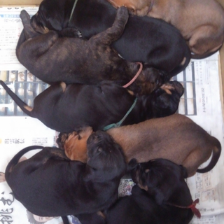 ピットブル＆ドーベルマンMIX　子犬