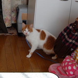 イケメン茶白の成猫さん 里親さま募集中