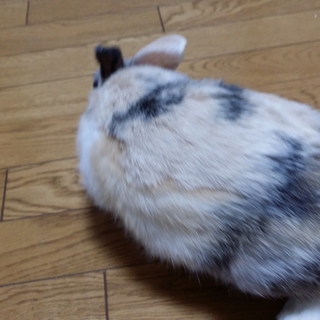 うさぎの里親募集中