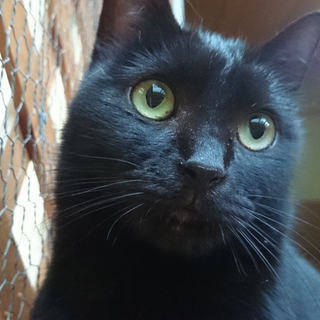 ２度遺棄された人大好きっ子な黒猫ちゃん