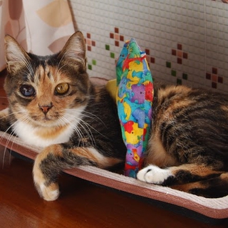 被災猫：一人で生きのびた大人の三毛猫