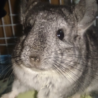 チンチラ♀里親募集します