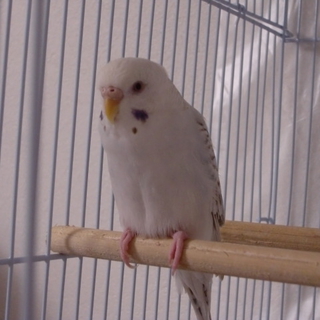 セキセイインコの里親募集