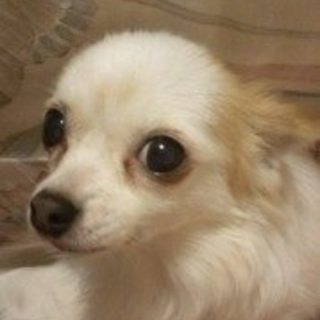 急募！ チワワ