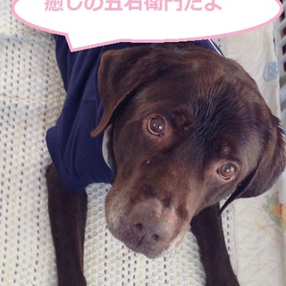 癒しの五右衛門さん