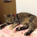 性格抜群！究極の癒しパワー有りのサビ猫♪