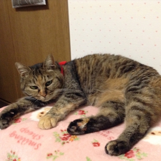 性格抜群！究極の癒しパワー有りのサビ猫♪
