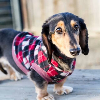 里親さん決定しました!!ありがとうございます!!