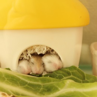 ロボーロフスキーの赤ちゃん