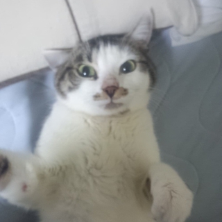 1才２ヶ月のしゅんたの里親さん募集です