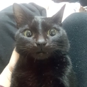 1才２ヶ月の黒猫くろやの里親さん募集です