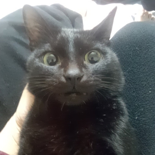 1才２ヶ月の黒猫くろやの里親さん募集です