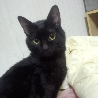1才２ヶ月の黒猫くろきの里親さん募集です