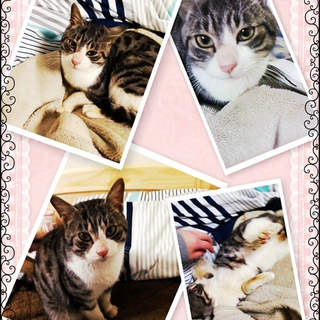 めちゃくちゃ甘えん坊なにゃんこ(*´∀｀*)