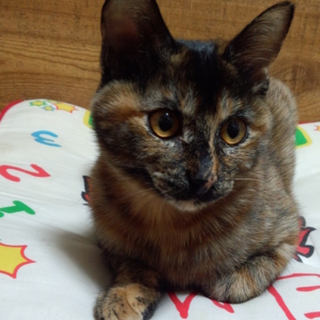 おしとやかなお嬢様な子猫、募集しています。
