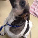 保護されている雑種犬の里親になっていただける方募集