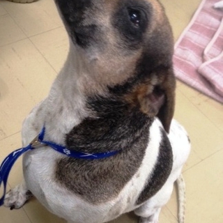 保護されている雑種犬の里親になっていただける方募集