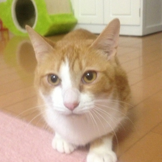 ｒ超めずらしい！くるくるしっぽの翔君