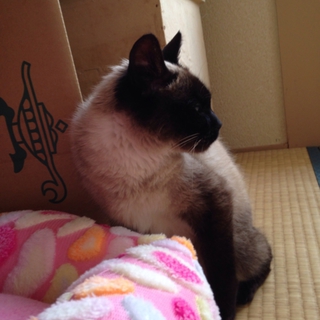 青い目の可愛い子ネコ（女の子）です