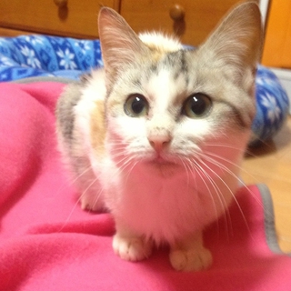優しいルックスの三毛美猫！