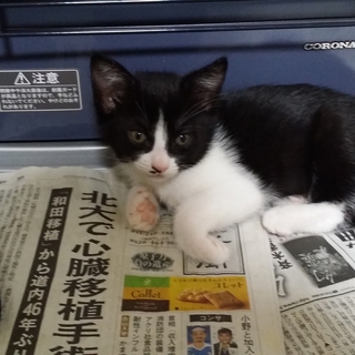 4匹います。
