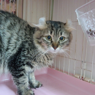 アメリカンカール☆２歳☆ショコラちゃん