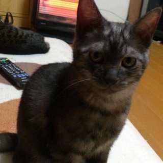 甘えん坊の男の子