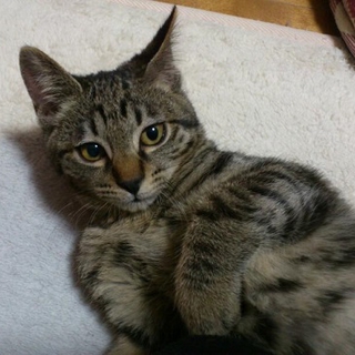 少しこわがりな男の子