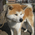 秋田犬１才男の子です