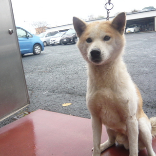 緊急！！熊本県有明保健所・茶白の男の子里親募集