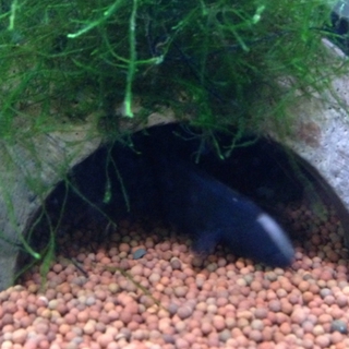 ブラックゴースト 15cm 