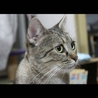 甘えん坊♪だけどしっかり者のキジトラママです！！ サムネイル4