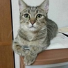 甘えん坊♪だけどしっかり者のキジトラママです！！ サムネイル6